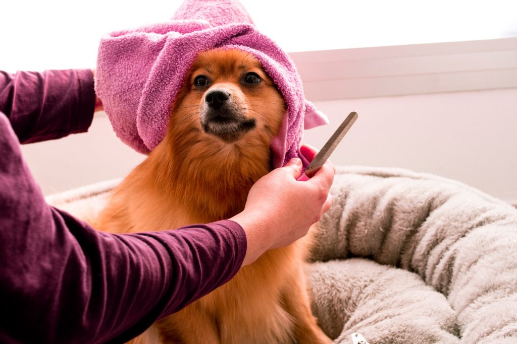 Dog getting dog spa services