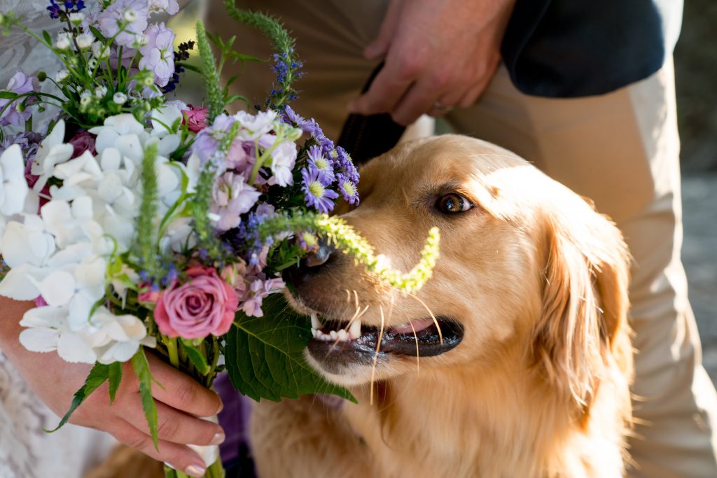 How to include your dog in your wedding
