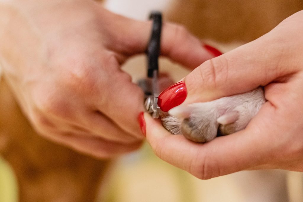 nail clipping, pet grooming, pet salon, animal, nature, groomer, pet care, pet grooming, pet grooming, pet grooming, pet grooming, pet grooming, groomer, pet care-6926855.jpg