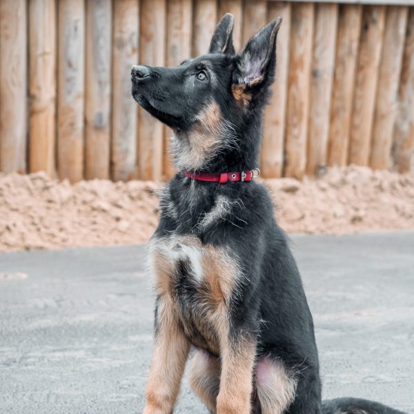 German Shepard Sitting at attention